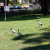 Zdjęcie z Australii - Ibisy w miejskim parku...