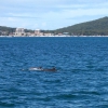 Zdjęcie z Australii - Delfiny, a w glebi...