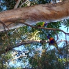 Zdjęcie z Australii - Kolorowe papuzki