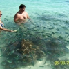 Zdjęcie z Tajlandii - Tropikalne rybki ...