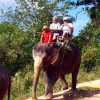 Zdjęcie z Tajlandii - Safari ma sloniach