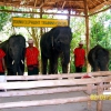 Zdjęcie z Tajlandii - Pokaz szkolenia slonikow