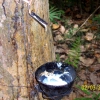 Zdjęcie z Tajlandii - Zbior kauczuku z drzew...