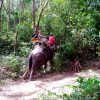 Zdjęcie z Tajlandii - Nasz slon znowu glodny!