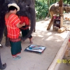Zdjęcie z Tajlandii - Słon maluje obrazek