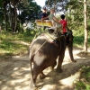 Zdjęcie z Tajlandii - Słoniowe safari