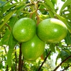 Zdjęcie z Tajlandii - Owoce guawa...