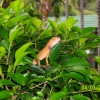 Zdjęcie z Tajlandii - Sympatyczna jaszczurka