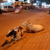 Zdjęcie z Indii - Candolin i święte krowy