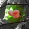 Zdjęcie z Indii - Różane jabłko