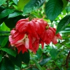 Zdjęcie z Malezji - Tropikalne kwiaty