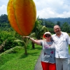 Zdjęcie z Malezji - "Gigantyczny" star fruit 
