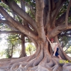 Zdjęcie z Australii - Wielkie drzewo...