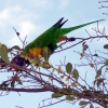 Zdjęcie z Australii - Kolorowa papuzka