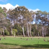 Zdjęcie z Australii - Kangury w Kuipto Forest