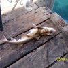 Zdjęcie z Australii - Mlody rekin zlowiony...