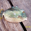 Zdjęcie z Australii - Pufferfish czyli trujaca