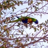 Zdjęcie z Australii - Papuzka rainbow lorikeet