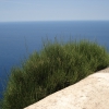 Zdjęcie z Hiszpanii - Wybrzeże Majorki.