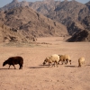 Zdjęcie z Egiptu - Wypas na pustyni.