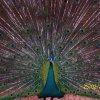 Zdjęcie z Malezji - Piekny paw w Taman Burung