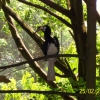 Zdjęcie z Malezji - Tukan w parku ptasim...