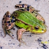 Zdjęcie z Polski - Sympatyczna żaba zielona