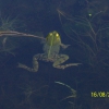 Zdjęcie z Polski - Zielona żabka
