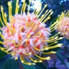 Zdjęcie z Australii - Australijskie kwiaty