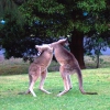 Zdjęcie z Australii - ...do bojki :)