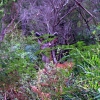 Zdjęcie z Australii - Mlody jelen...
