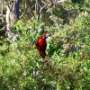 Zdjęcie z Australii - Kolorowa papuga