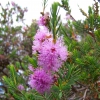 Zdjęcie z Australii - Australijskie kwiaty
