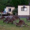 Zdjęcie z Australii - Kangury w Caravan Parku