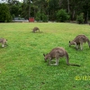 Zdjęcie z Australii - Miejski trawnik...