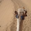 Zdjęcie z Egiptu - Podróż przez pustynię.