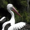 Zdjęcie z Australii - pelikan