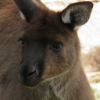 Zdjęcie z Australii - kangur