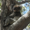 Zdjęcie z Australii - koala
