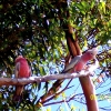 Zdjęcie z Australii - Papugi gala...