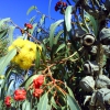 Zdjęcie z Australii - Kwiaty i owoce...