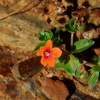 Zdjęcie z Australii - Kwiatek na skalach