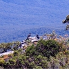 Zdjęcie z Australii - Para krukow na skale
