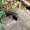 Zdjęcie z Australii - Jaszczurka