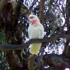 Zdjęcie z Australii - Papuga corella