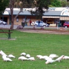 Zdjęcie z Australii - Stado corelli na trawniku