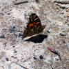 Zdjęcie z Australii - Kolorowy motylek