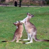 Zdjęcie z Australii - Mlode kangurki w zabawie