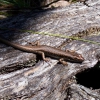 Zdjęcie z Australii - Sypatyczna jaszczurka 