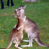 Zdjęcie z Australii - Kangurkowe igraszki :)